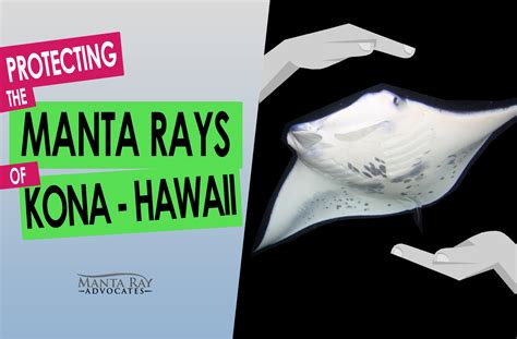 The Future of Manta Majic Kona: Sustainable Tourism and Manta Ray Conservation